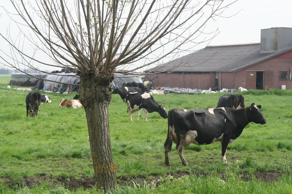 Camping De Grienduil Nieuwland  Luaran gambar